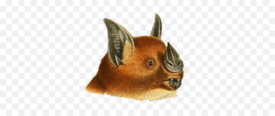 Bat Clipart - Vampire Bat Png,Bat Transparent