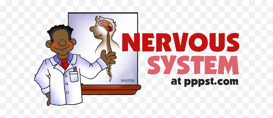 Free Nervous System Cliparts Download - Medical Doctor Png,Nervous System Icon