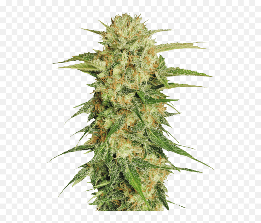 Cannabis Sativa Seed - Transparent Background Weed Png,Marijuana Plant Png