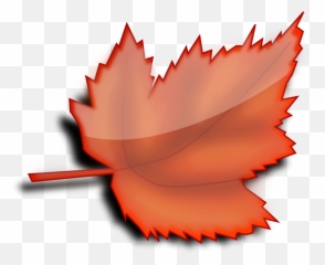 Plantflowerleaf Png Clipart - Royalty Free SVG Autumn Maple