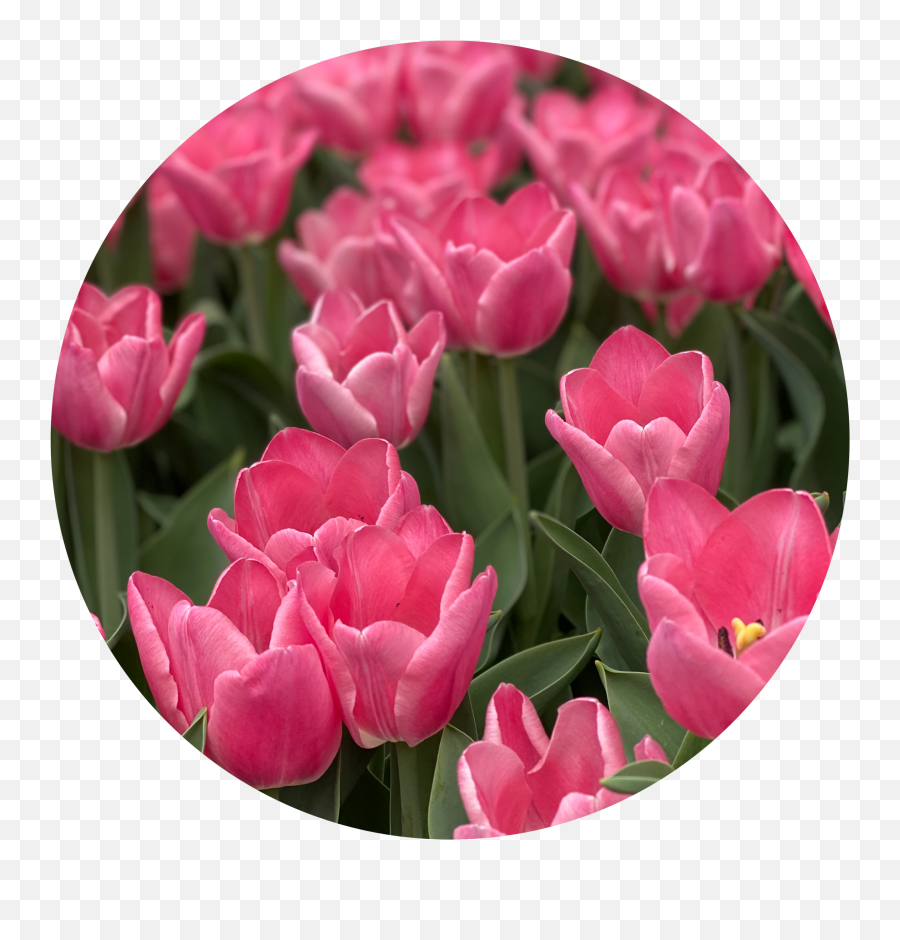 Tulip U2014 Milgro Nursery - Lady Tulip Png,Tulips Icon