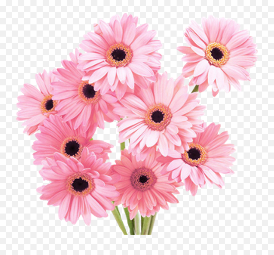 Flower Overlay Png Transparent Free For - Most Beautiful Flower Pictures Download,Tumblr Overlays Png