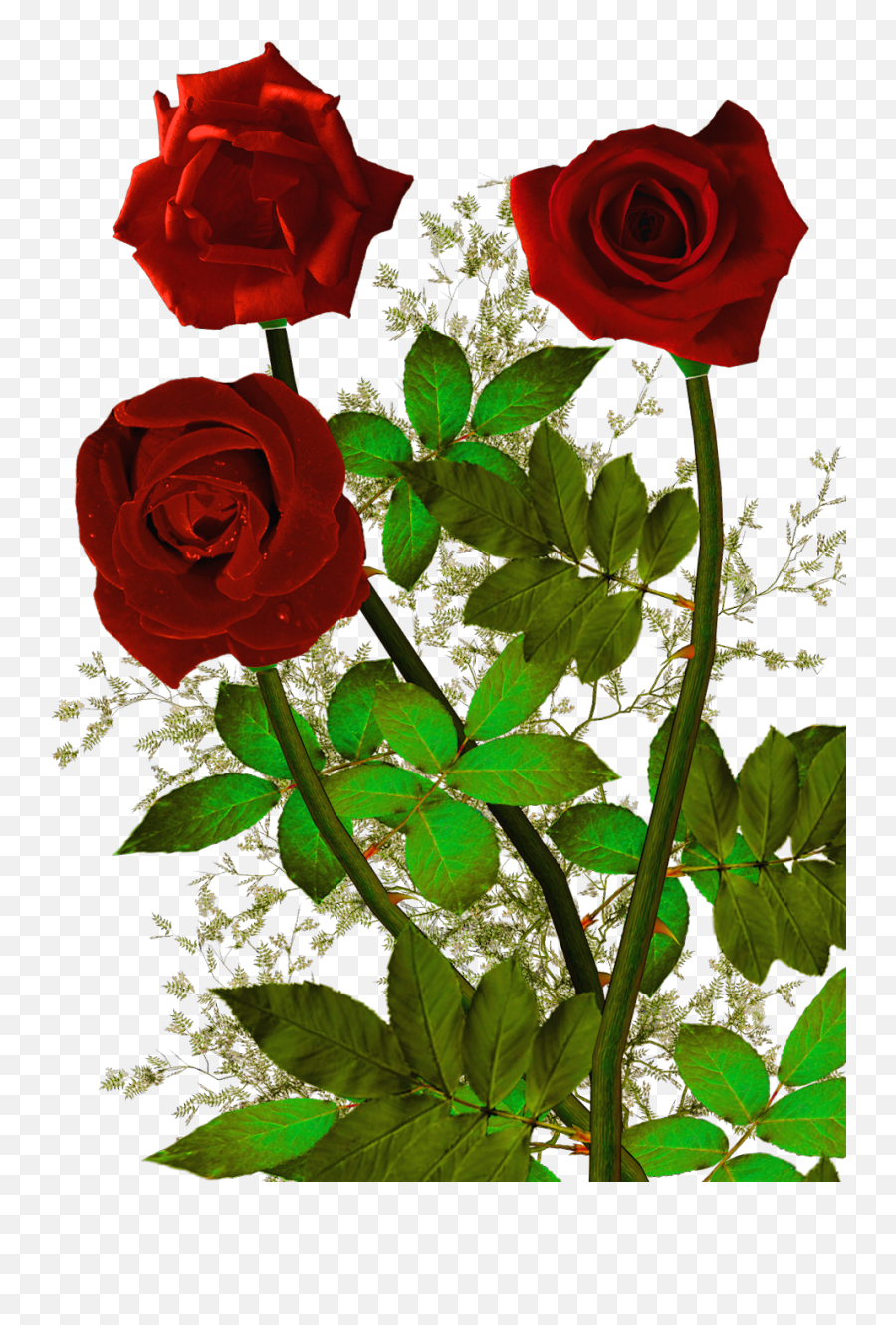 Download Hd Rosas Rojas Png - White Wolf Red Roses,Rose Heart Png