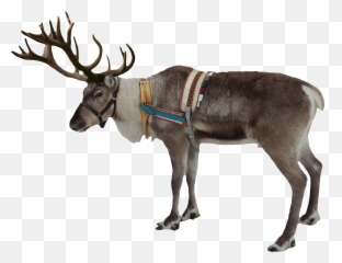 Camel Png Image - PngPix Reindeer Transparent Background