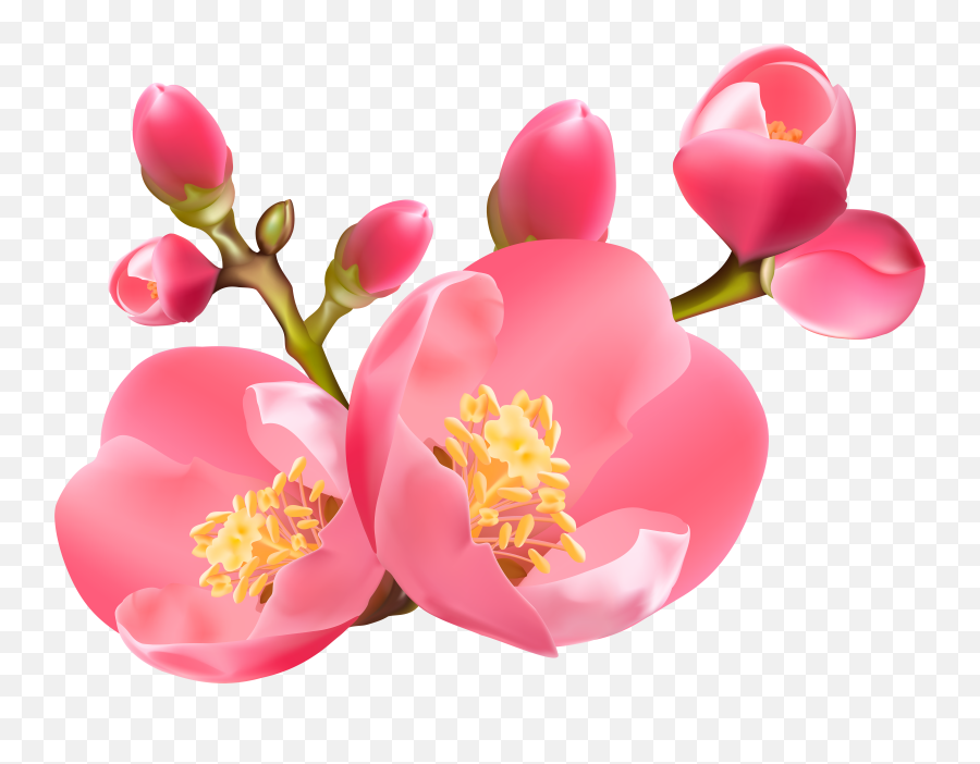 Transparent Spring Blossom - Portable Network Graphics Png,Blossom Png