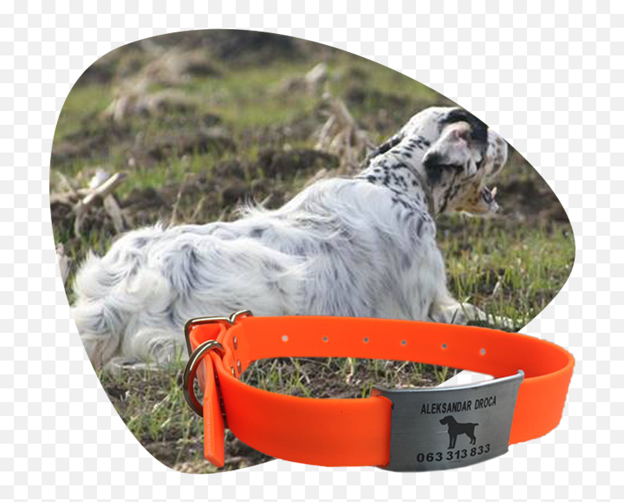 Home - Jovanovic Collars Dog Catches Something Png,Collar Png