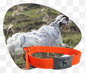 Home - Jovanovic Collars Dog Catches Something Png,Collar Png