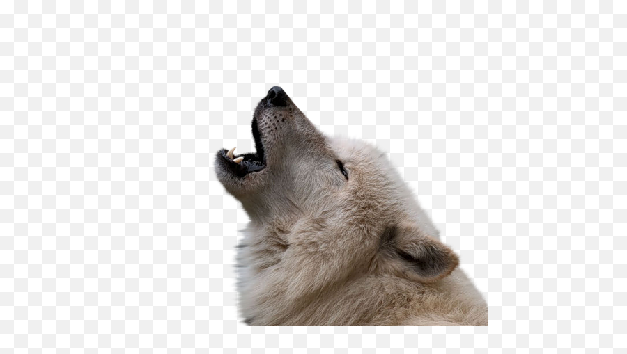 Wolf Transparent Png File Web Icons - Wolf,Wolf Transparent Png