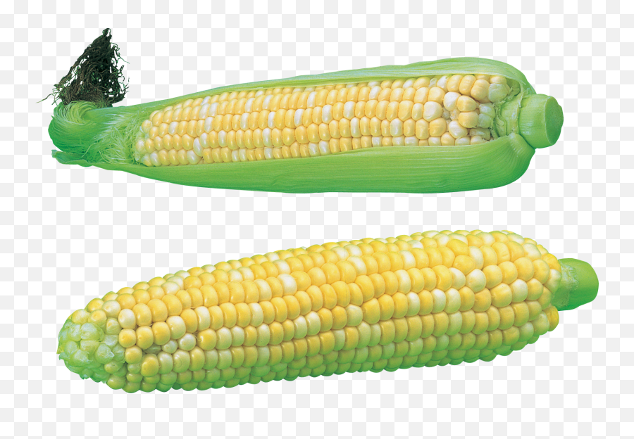 Corn Png Free Download 35 Images - Portable Network Graphics,Corn Cob Png