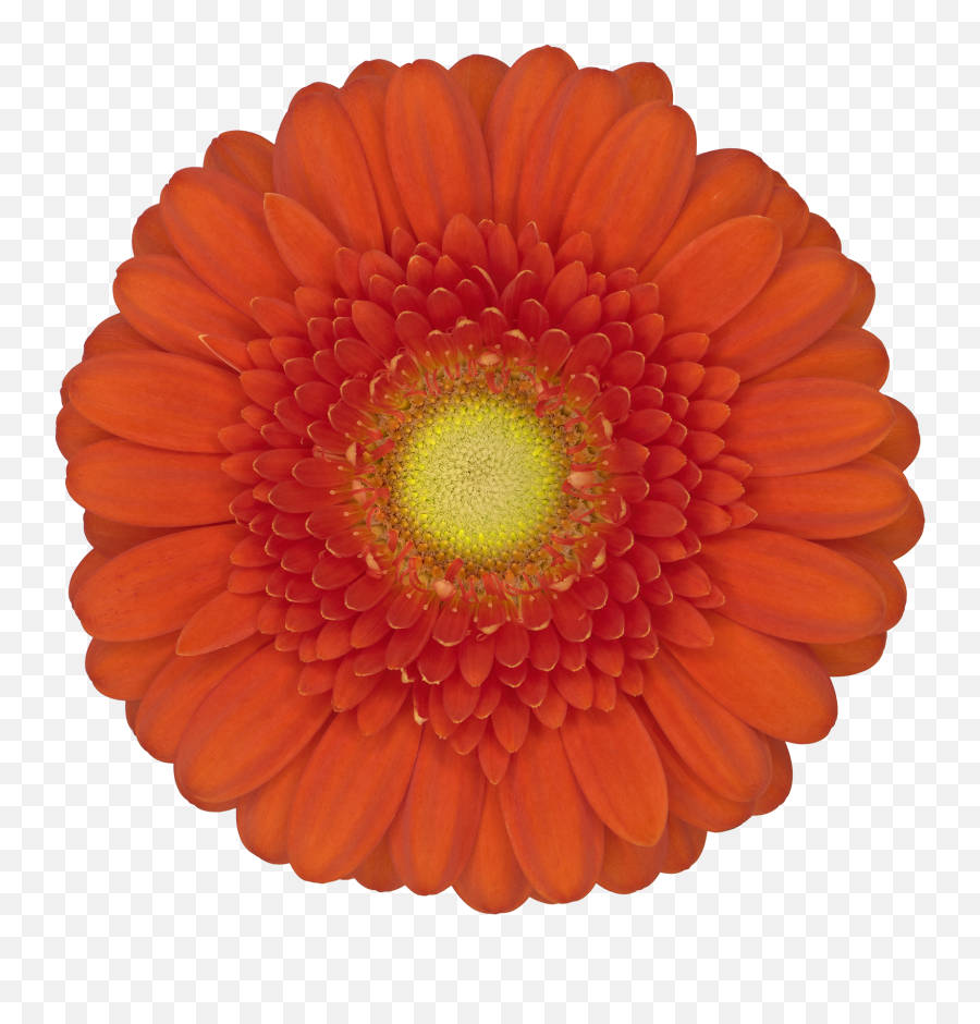 Dorito - Gerbera Flower Orange Png,Dorito Png