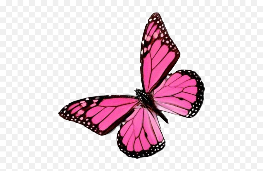Pink Butterfly Png Image Background - Pink Butterfly Png,Real Butterfly Png