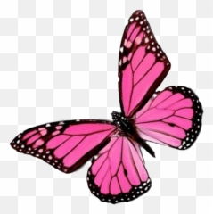 Pink Butterfly Png Image Background