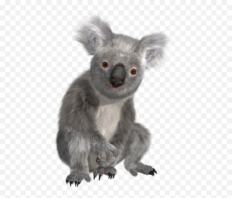 Png Hd Transparent Koala - Koala Bear Transparent Background,Koala Bear Png