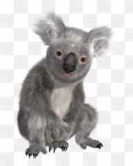 Png Hd Transparent Koala - Koala Bear Transparent Background,Koala Bear Png