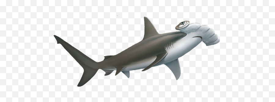 Hammerhead Shark Cut Out Png Image - Requiem Shark,Hammerhead Shark Png