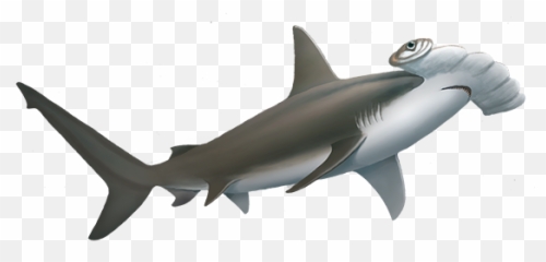 Hammerhead Shark Cut Out Png Image - Requiem Shark,Hammerhead Shark Png