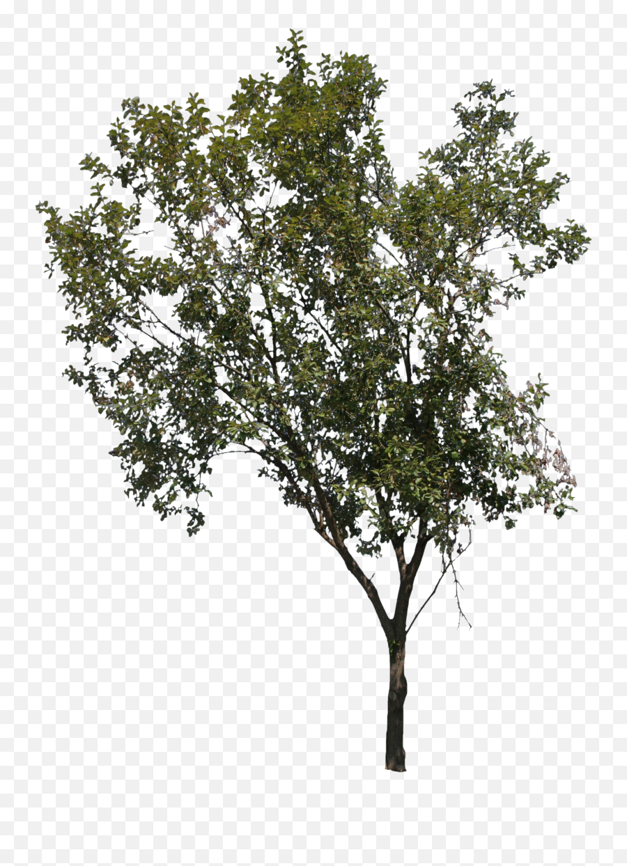 Young Thin Tree - Tree Png,Birch Tree Png
