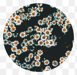 Download Daisies Flowers Aesthetic - Vsco Wallpaper For Computer Png,Daisies Png