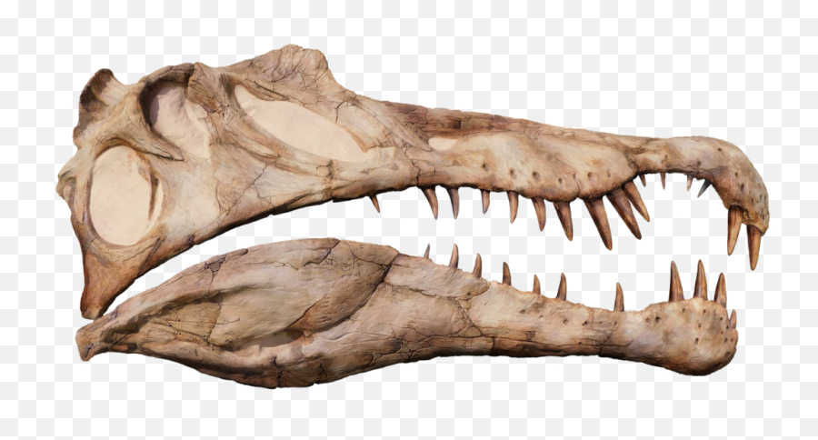 Spinosaurus Aegyptiacus Life Sized Half Skull Wall Mount Replica - Skull Png,Spinosaurus Png