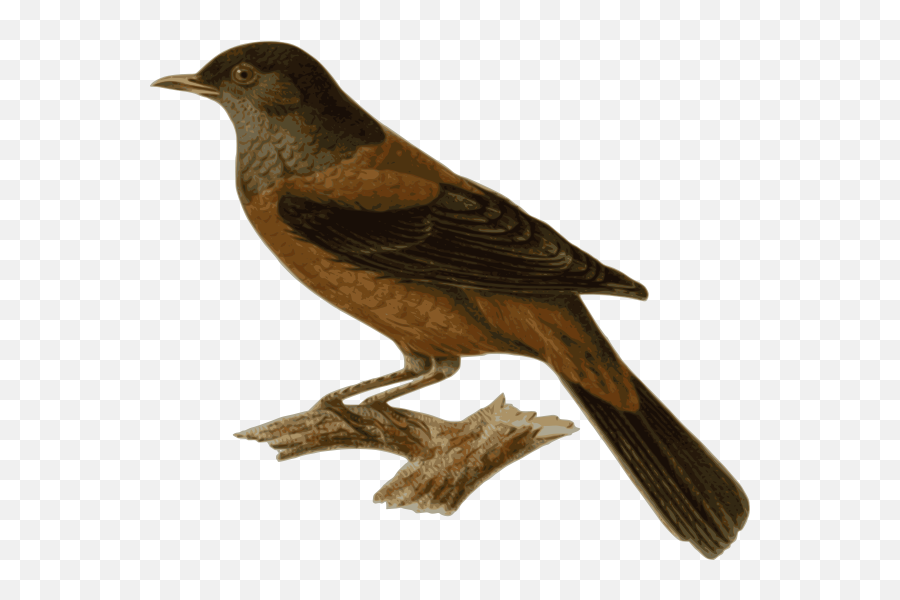 Turd Png Clip Arts For Web - Clip Arts Free Png Backgrounds Bird Sitting On Branch Png,Turd Png