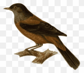 Turd Png Clip Arts For Web - Clip Arts Free Png Backgrounds Bird Sitting On Branch Png,Turd Png