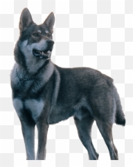 Running Dog Png - When You Ignore Me When I Feel To Run Northern Breed Group,Dog Running Png
