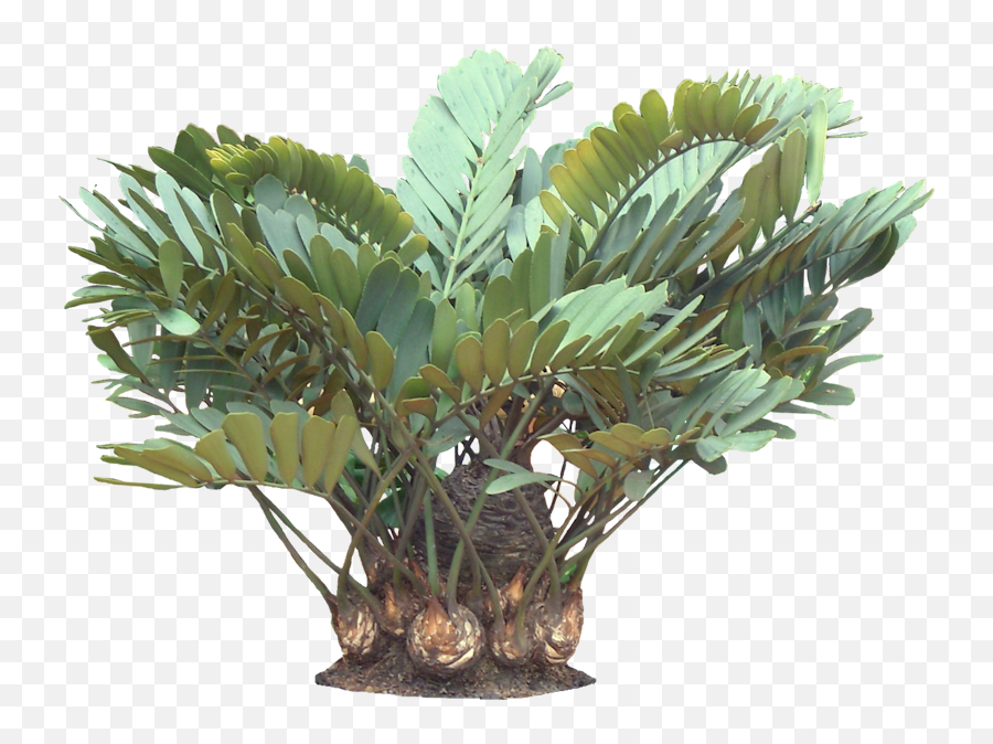 Download Hd A Potted Trpoical Plant - Zamia Furfuracea White Background Png,Tropical Plant Png