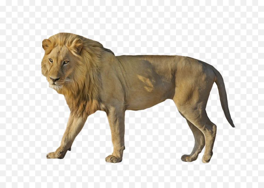 King Of The Animals Png Images Download - African Lion In Png,Transparent Animals