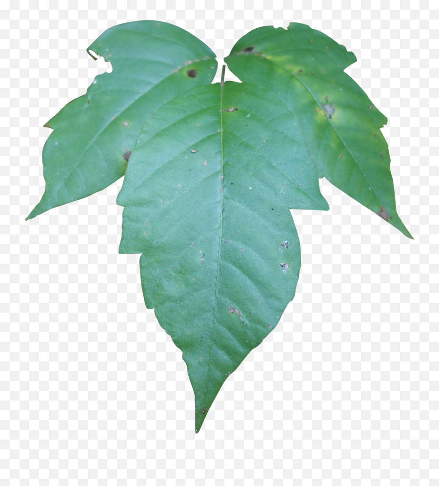 Poison Ivy Friends Of The Louisiana State Arboretum - Plant Pathology Png,Ivy Leaf Png
