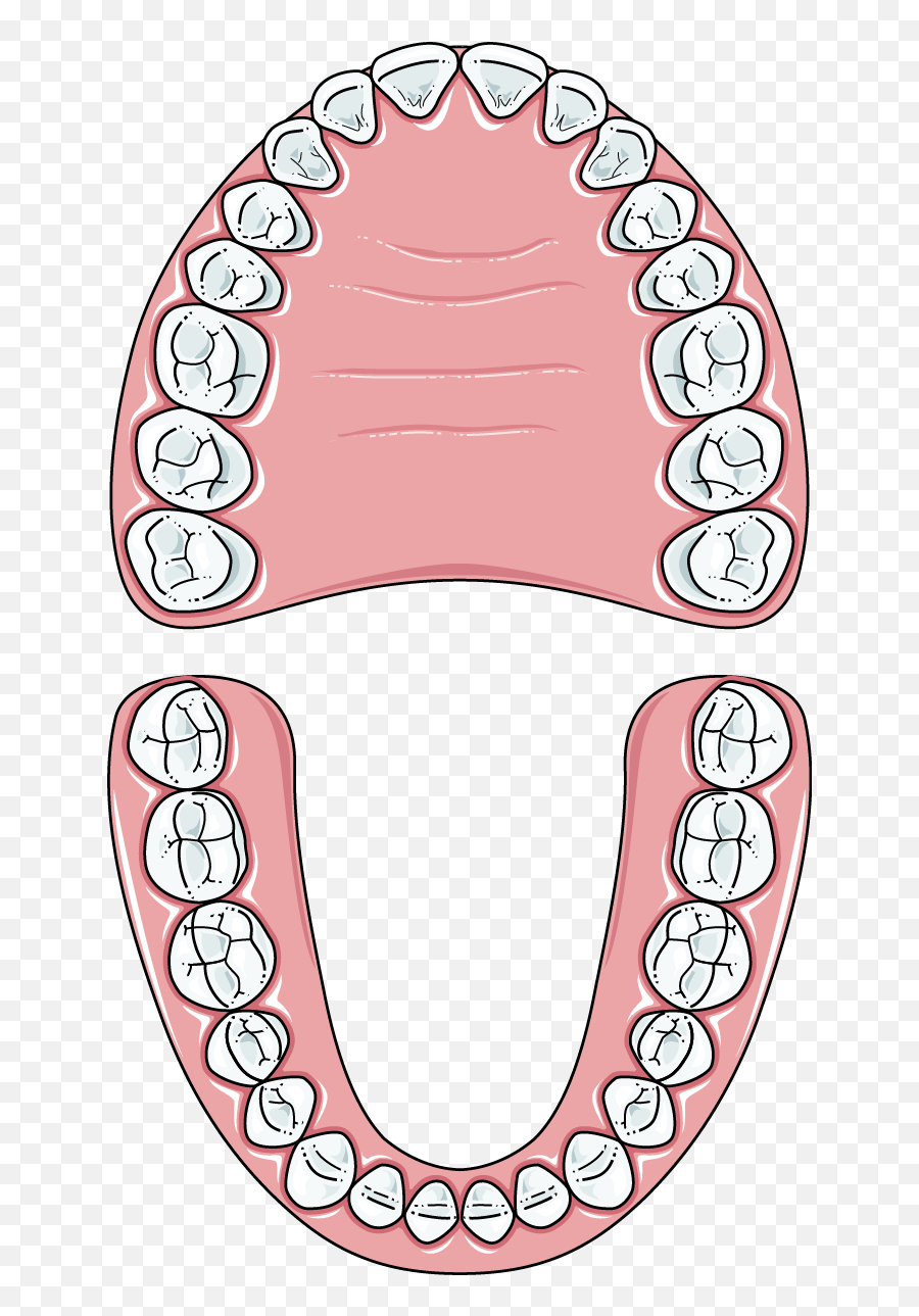 Teeth Clip Permanent - Permanent Teeth Clipart Black And Black And White Teeth Clipart Png,Monster Teeth Png