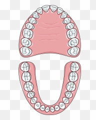 Teeth Clip Permanent - Clipart Black And White png