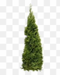 43 Fir - Png,Big Tree Png