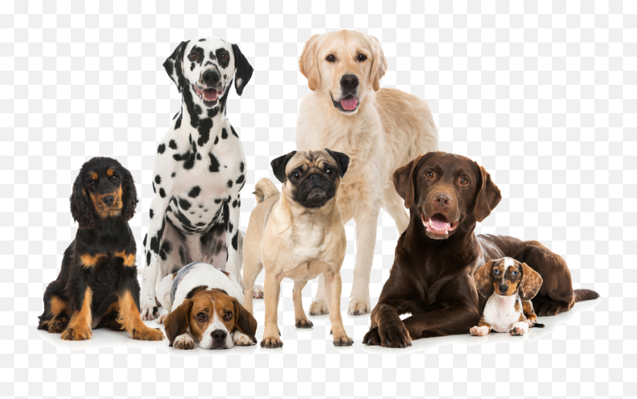 Group Of Dogs Png 4 Image - Best Dog Breeds,Dogs Png