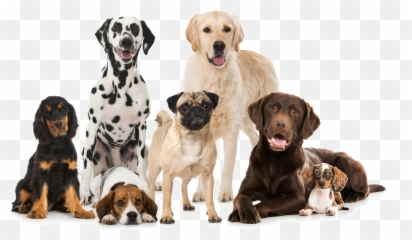 Group Of Dogs Png 4 Image - Best Dog Breeds,Dogs Png