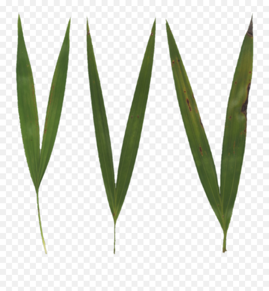 Poliigon Texture Search - Single Grass Blade Texture Png,Grass Texture Png