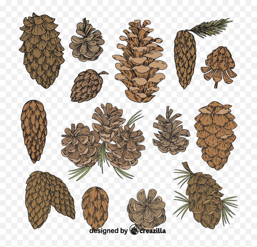 Set Of Pine Cone Vector Free Download Creazilla - Virginia Pine Png,Pine Cone Icon