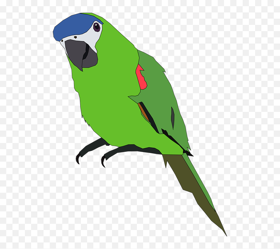Parrot Clipart Pet Bird - Parrot Clip Art 560x720 Png Parrot Clipart Creazilla,Parrot Icon