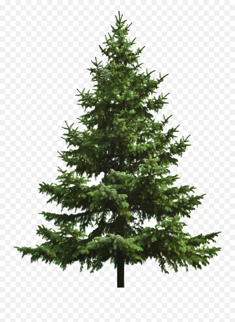 Christmas Tree Fir Png Pine Trees