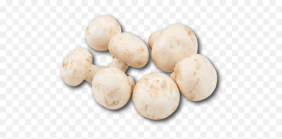 Download Holland White Mushroom - White Mushroom No Background Png,Mushroom Png