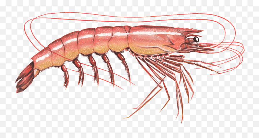 Shrimp Recommendations From The Seafood - Antarctic Krill Png,Shrimp Png