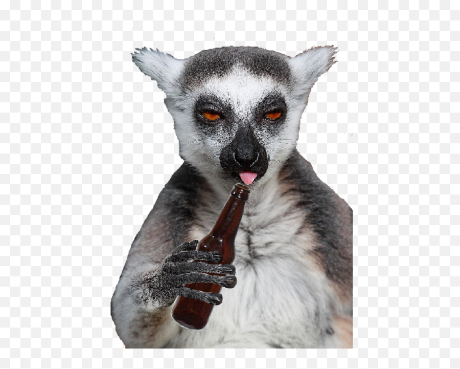 Lemur Png Transparent Background Image For Free Download 5 - Lemur Catta,Lemur Png