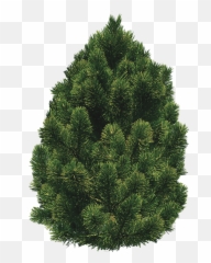 Bush Trees Png And Bushes Pinterest Pinebushtreespng - File