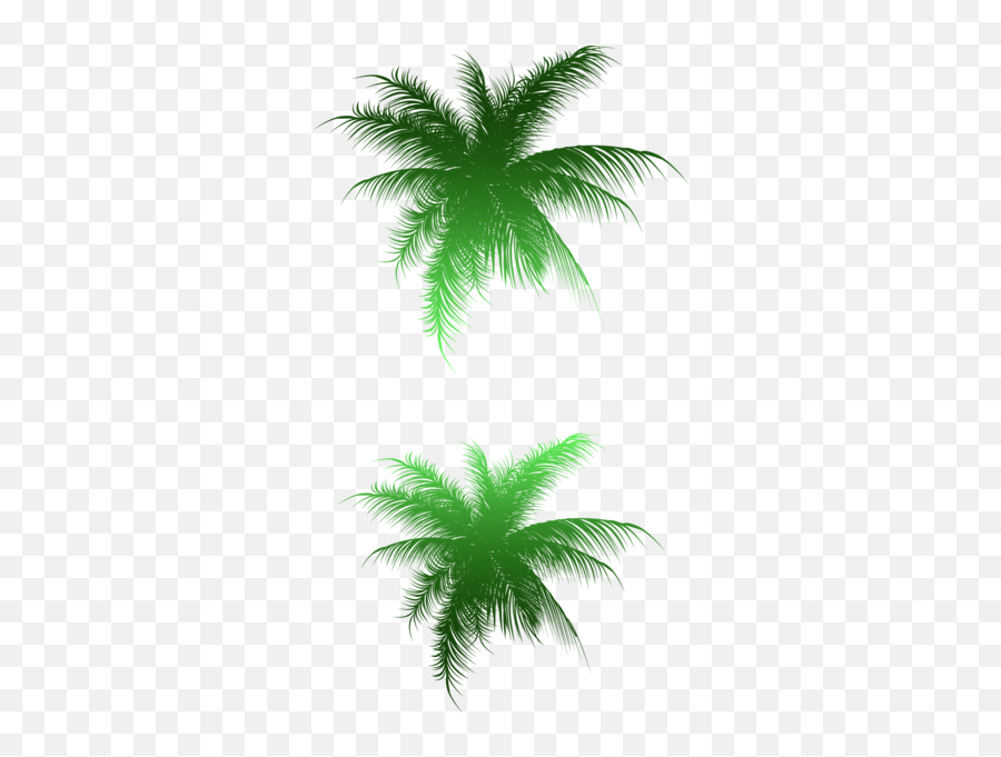 Palm Leaves Psd Official Psds - Palmier Plan Png,Palm Leaves Transparent