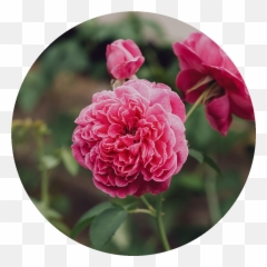 Damask Rose U2013 Rosebud Woman - Beautiful png