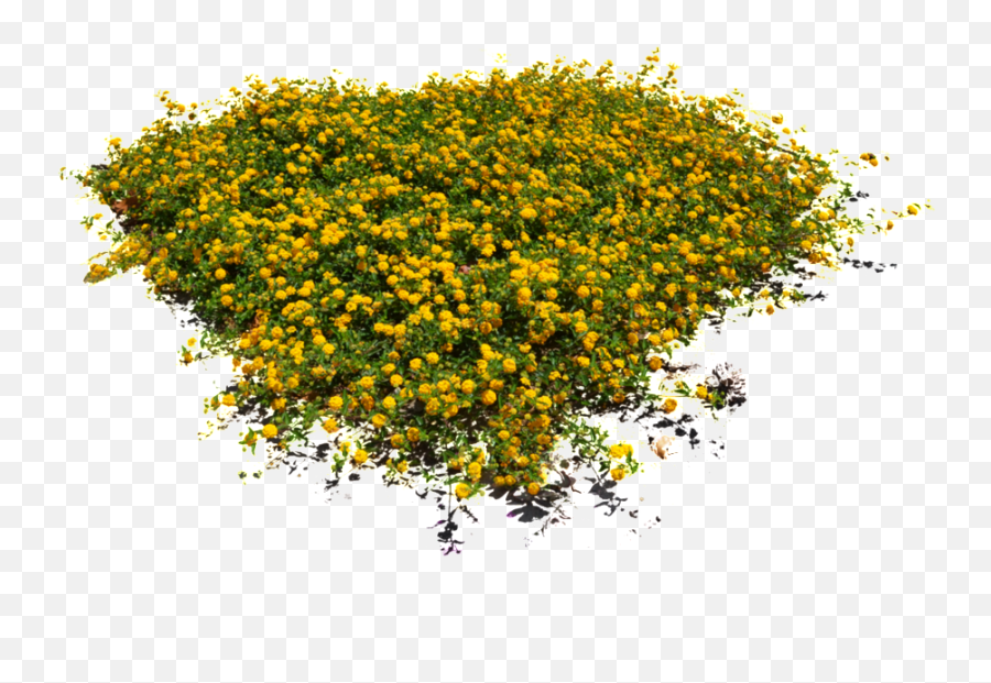 Yellow Floral Flower Transparent - Flowers Top View Png,Flower Bushes Png