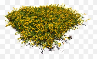 Yellow Floral Flower Transparent - Flowers Top View Png