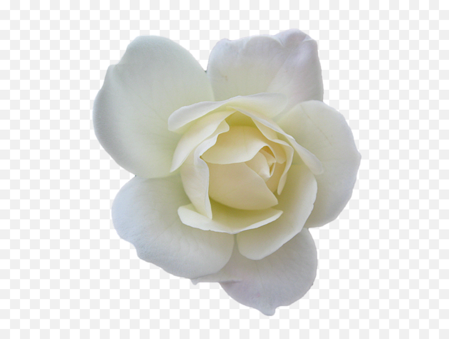 Colors Of Rose Is Here White - Small White Flower Png,White Rose Transparent Background