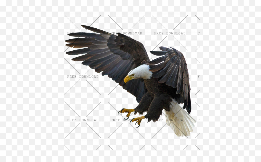 Eagle Hawk Kite Bird Png Image With Transparent Background