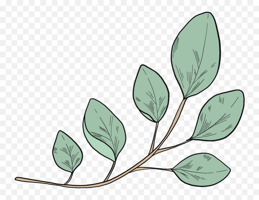 Eucalyptus Branch Clipart - Illustration Png,Eucalyptus Leaves Png