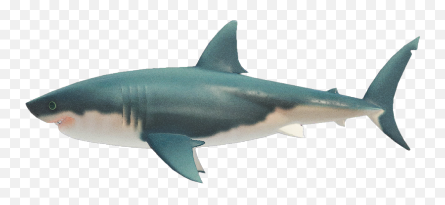 Great White Shark - Great White Shark Animal Crossing New Horizons Png,Great White Shark Png